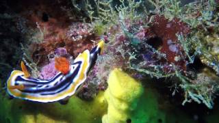 Nudibranchs Flatworms and Sea Cucumbers Oh Damn Philippines 2017 [upl. by Neelloj750]