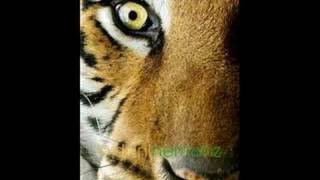 Rockapella  Eye of the Tiger [upl. by Cristiano]