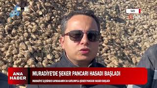 MURADİYEDE ŞEKER PANCARI HASADI BAŞLADI [upl. by Sedgewick782]