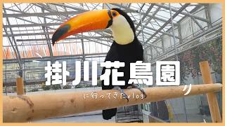 【vlog】掛川花鳥園に行ってきた [upl. by Samuela]