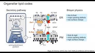 Organellar lipid codes how disruptions in SphL topology affect many processes  14th Dec 2020 [upl. by Airednaxela]