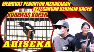 🔥BIKIN MERINDING❗KACER KUALITAS  MASTERPIECE ARENA KELAS TANTANGAN 10 JUTA [upl. by Yecies187]