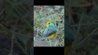 Passaro breasted Bunting passaros birds passaroslivres cantodospassaros nature [upl. by Bowes]