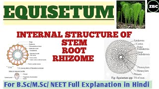 EQUISETUM  Internal Structure of StemRootRhizome BscMSc Botany Full Explanation  ZBC [upl. by Gnous401]