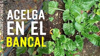 🥬 SIEMBRA de Acelga en el BANCAL  Cultivo fácil y rápido  Ariel 🖐️😁 [upl. by Ephrayim974]