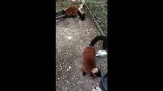 📣 RedRuffed Lemur Calls warning loud noises [upl. by Cazzie]