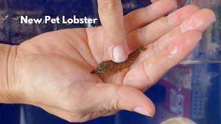 Raising a Lobster as a Pet  How to care for tide pool creatures [upl. by Corene922]