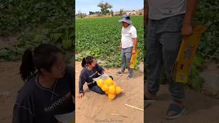 Beautiful Sweet Melon Harvesting from Farm with Rural Farmer shorts satisfying youtubeshorts [upl. by Wanids]