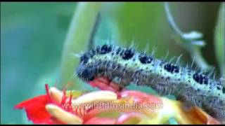 Close up on Forest tent caterpillars chomping on flowers and leaves [upl. by Hills]