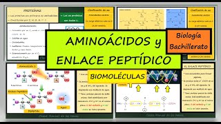 Aminoácidos Fórmula Química Clasificación Enlace Peptídico Proteínas Biomoléculas Biología [upl. by Aneehsyt]