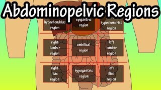 Abdominopelvic Quadrants And Regions  Abdominal Quadrants [upl. by Inar312]