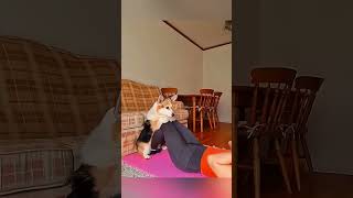 cat dog dogs cut cute love lovecats lovedogs funny virla viralvideo foryou foryoupage [upl. by Dhiren]