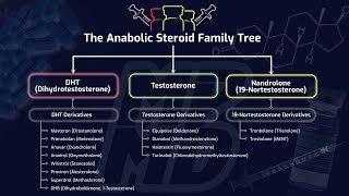 The Anabolic Steroid Family Tree  How Different Steroids Impact Muscle Building amp Performance [upl. by Noyahs]