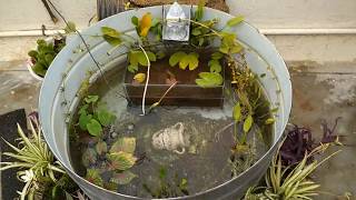 How to setup a outdoor Koi fish pond  DIY  garden pond [upl. by Notlih54]