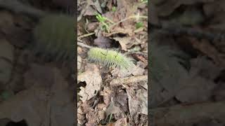 American Dagger Moth Caterpillar nature naturelovers insects wildlife [upl. by Dahlstrom892]