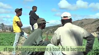 Une chercheuse malgache en lutte contre Ralstonia solanacearum [upl. by Hafinah]