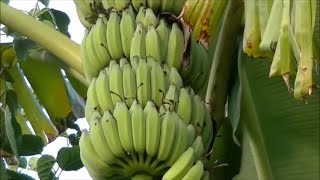 A Florida Backyard Banana Grove Harvest Experience [upl. by Melia]