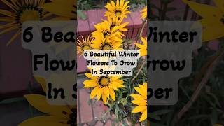 6 Beautiful Winter Flowers To Grow In September winterflowers shorts flower [upl. by Phelips]