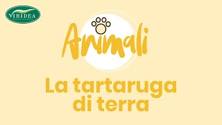 LA TARTARUGA DI TERRA RACCONTATA DAL VETERINARIO [upl. by Dar]