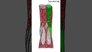 Popliteal fossa  Anatomy  shorts [upl. by Laufer]