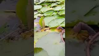 Sarther somporko na thaka e valo subscribe nature love [upl. by Ennelram]