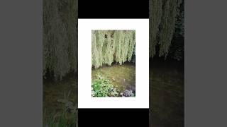 Water Willow  35mm photography nature viral fyp [upl. by Teerprah945]