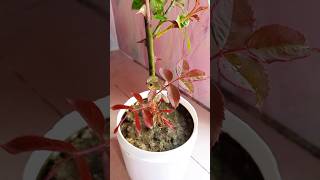 1 to 68 days update of rooted Rose plant cuttings🌹🌹Gardening tips🌹Youtube shortsIsrats Garden 🌹🌹 [upl. by Oecile]