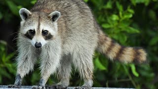 Police alert residents about possible rabid raccoons [upl. by Attennot]