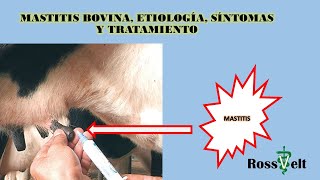 Mastitis bovina etiología síntomas y tratamiento [upl. by Yeslehc]