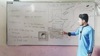 vacuole explained by student Mr Asim shah [upl. by Bradeord]