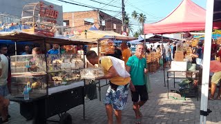 FEIRA DE PÃSSAROS E AVES E PEIXE DO CORDEIRO RECIFE BRASIL [upl. by Him]