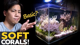 My BASIC Reef Tank 🚽 Soft Corals Macro Algae Mangrove Tank Update details in desc [upl. by Norita]