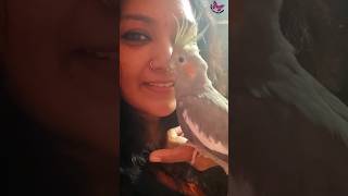 Cute Female Cockatiel Parrot Kissing  Female Cockatiel Sounds cockatiel shorts cockatielsinging [upl. by Esinal]