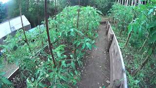 tour du potager du côté des tomate [upl. by Laurene]