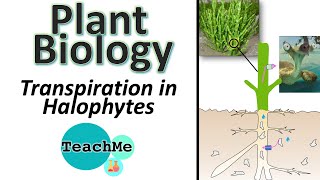 91  Transpiration in Halophytes  IB Biology  TeachMe [upl. by Seessel]