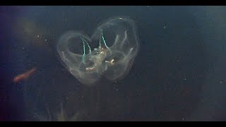 Bioluminescent Jellyfish Iridescent Fish amp Feeding Barnacles [upl. by Oiuqise]