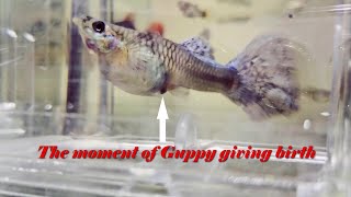 The moment of guppy giving birth [upl. by Noed]