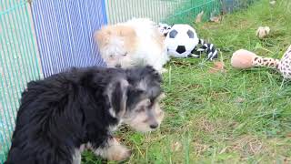 Morkie Puppies Madonna and Lucy SD 480p [upl. by Rhett]