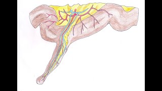 10 DATOS IMPORTANTES sobre Pólipos en el Colon Síntomas Causas Estudios Tratamiento y Prevención [upl. by Latrice613]