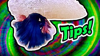 6 BETTA FISH BREEDING TIPS  STEP BY STEP  HOW TO GUIDE [upl. by Gilbertson]