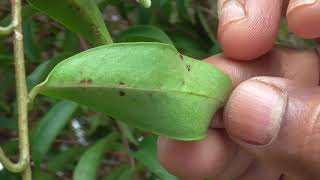 Medicinal Plants Documentary VIDANGA Embelia ribes [upl. by Yelrebmik]