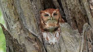 Red Morph Eastern Screech Owl Whinnying Call  Territorial Call [upl. by Chessy777]