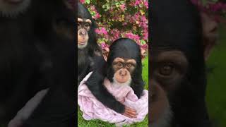 Angada ❤️ and Vānara 💞 easter happyeaster flowers chimp chimpanzee ape monkey [upl. by Pawsner]