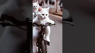 Race karogi kya Billi ne race short videolivestream viralshort 😺 [upl. by Carli]