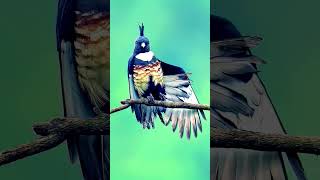 Beautiful of Nature king of Birds shorts birds beautifulanimals beautifulbirds birdslover [upl. by Drannel]