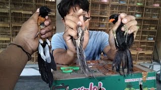 update stok burung di kios pasar burung bonjoli tanggulangin sidoarjo [upl. by Moritz]