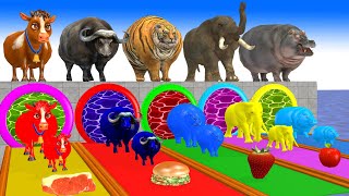 Paint Animals Cow Elephant BuffaloTiger Hippo Fountain Crossing Transformation Animals Cartoon [upl. by Eibba604]