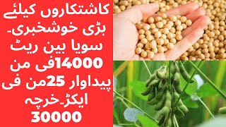 Soyabeen profitable farming in Pakistan 2024 [upl. by Ardnaik910]