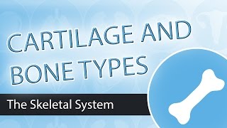 Skeletal System Bones and Cartilage [upl. by Pollak678]