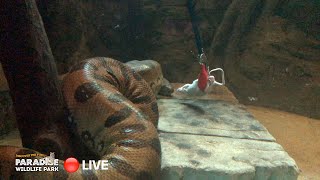 🔴 LIVE at the ZOO Green Anaconda [upl. by Aleakcim]